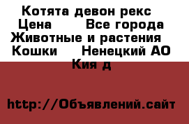 Котята девон рекс › Цена ­ 1 - Все города Животные и растения » Кошки   . Ненецкий АО,Кия д.